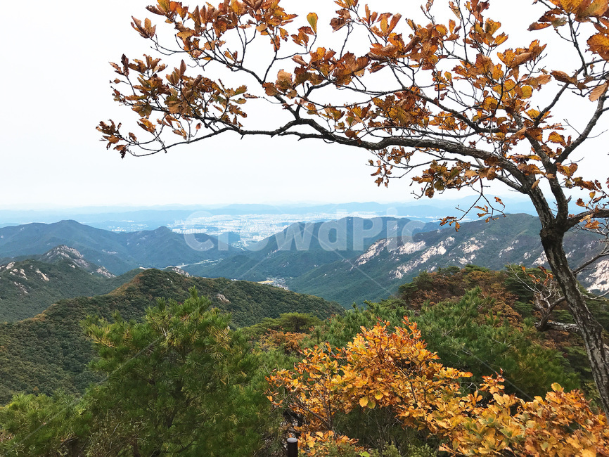 등산,자연,나무,산,단풍,가을,구름,능선,풍경,경관,경치,맑은날,날씨,초록,봄,하늘,배경화면,가을,계절,fall,autumn,season,자연,풍경,nature,landscape,tree,plant,식물,tree trunk,나무 줄기
