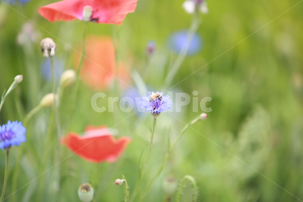 plant,식물,꽃,배경사진,바탕사진,식물,자연,plants,nature,꽃,flower
