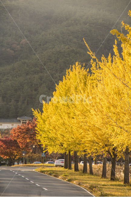 은행나무,가을,나무,풍경,은행나무길,계절,배경,백그라운드,다울,가을,계절,fall,autumn,season,자연,풍경,nature,landscape,한국자연풍경,한국자연경관,korea nature landscape,tree,plant,식물
