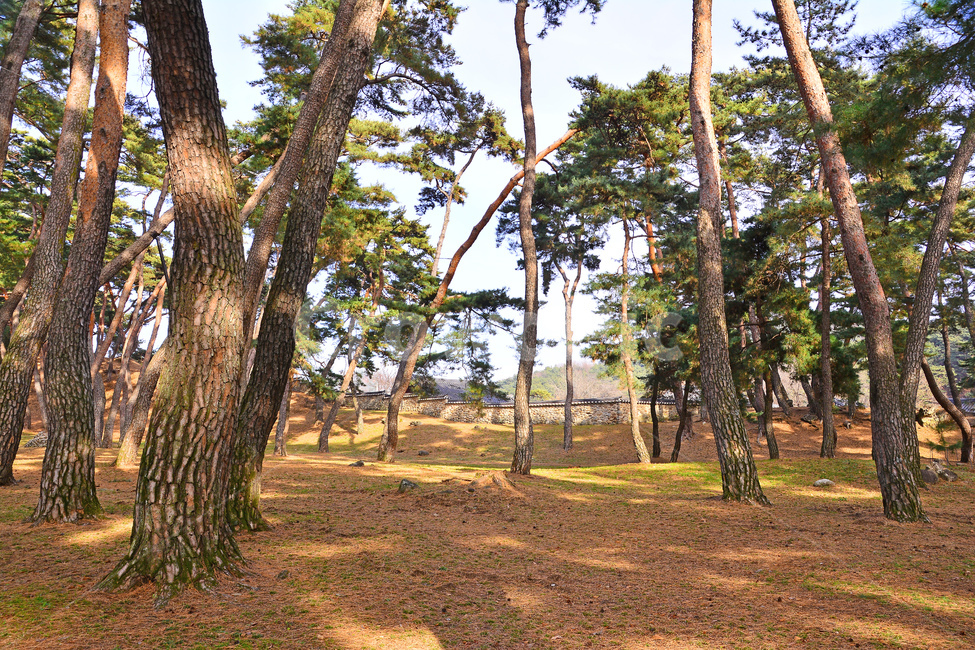 한국자연풍경,소나무,소나무숲,솔잎,솔숲,상록수,나무,피톤치드,힐링,토종,환경,자연,솔방울,줄기,껍질,한국적,pinetree,korean,tree,forest,보호림,공원,숲,청정,plant,식물,tree trunk,나무 줄기