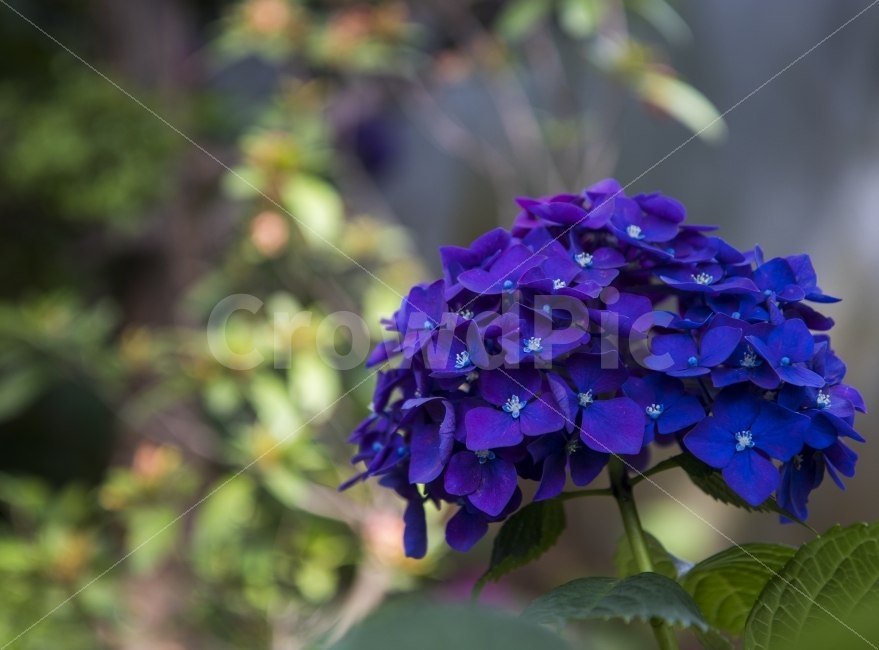 스냅사진,캐논,canon,80d,나들이,dslr,즐거움,photo,캐논80d,부산,태종사,수국,꽃,flower,플라워,일상,수국축제,식물,자연,plants,nature,꽃,flower