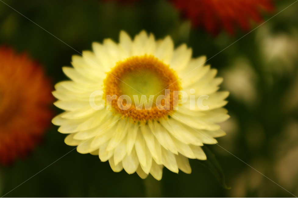 종이꽃,식물,flower,plants,꽃,꽃봉오리,color,축제,festival,식물,자연,plants,nature,꽃,flower