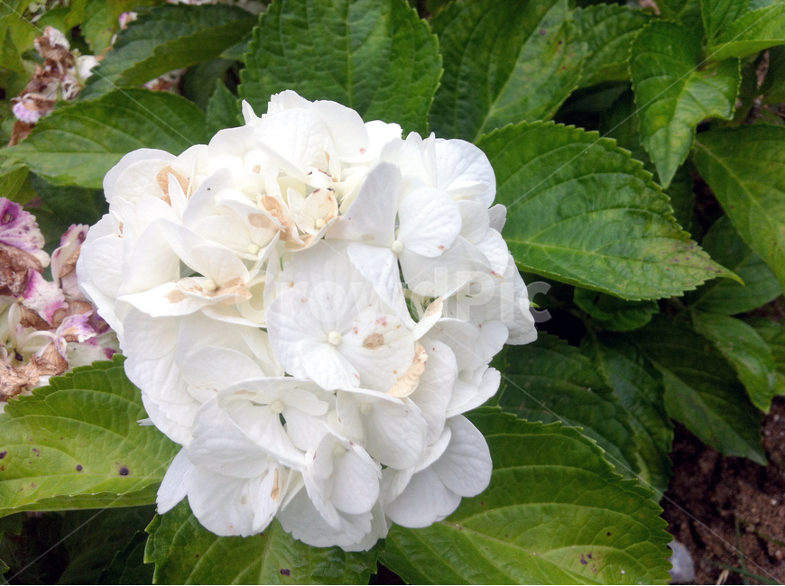 꽃,잎사귀,나무,꽃나무,leaf,flower,정원,garden,white,식물,자연,plants,nature,꽃,flower