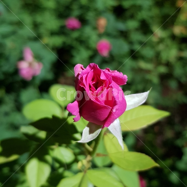 장미,rose,핑크장미,장미한송이,초록잎,싱그러움,여름,자연,nature,꽃,flower,식물