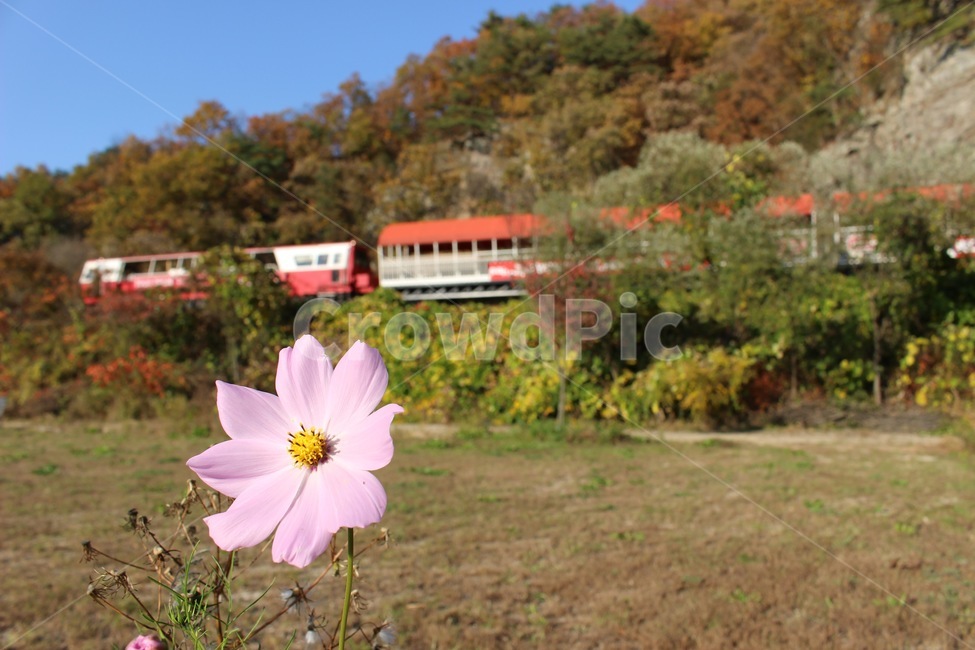 가을,코스모스,기차,레일바이크,단풍,fall,flower,train,여행,trip,travel,초록,빨강,분홍,green,red,pink,감성,feeling,식물,자연,plants,nature,꽃,flower