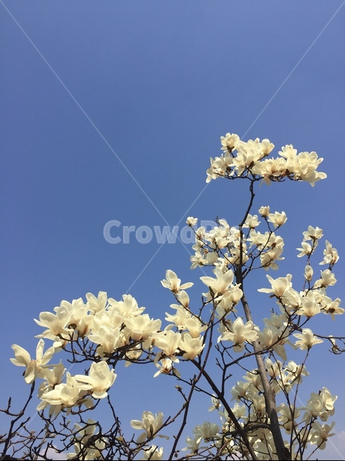 봄,꽃,목련,자연,꽃놀이,nature,spring,flowers,whiteflower,봄,계절,spring,season,식물,자연,plants,nature,꽃,flower,plant,blossom