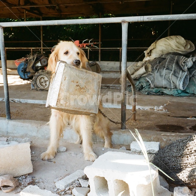 필름,강아지,개,밥,필름카메라,동물,animal,포유류,mammal,개,강아지,dog,doggy