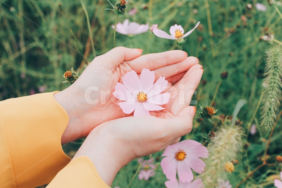 코스모스,꽃,가을,손,감성사진,가을,계절,fall,autumn,season,꽃,flower,감성,sensible,feeling,색깔,색상,색채,색감,color sense,color sensitivity,feeling of color,plant,식물