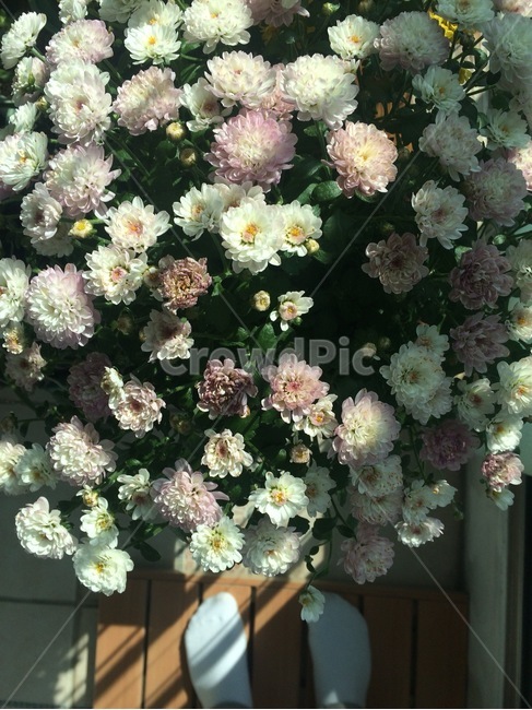꽃,자연,식물,nature,flower