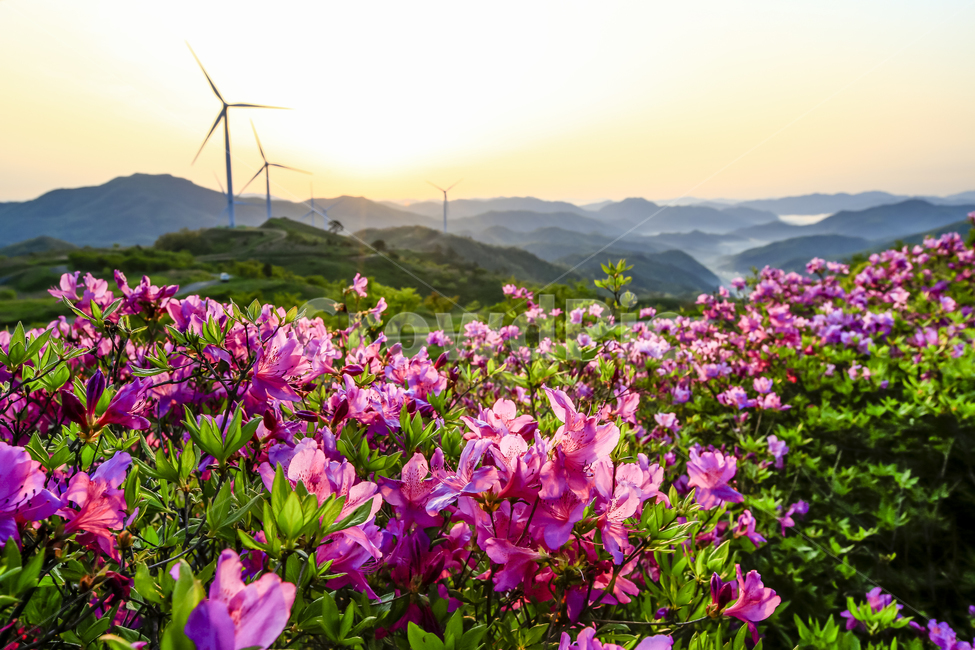 철쭉,일출,봄,영암,풍경,식물,자연,plants,nature,꽃,flower