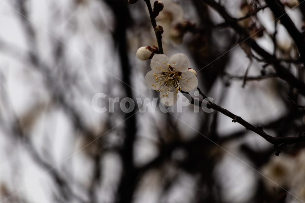 매화,매화꽃,매실꽃,백매화,흰매화,봄,계절,spring,season,식물,자연,plants,nature,꽃,flower,plant