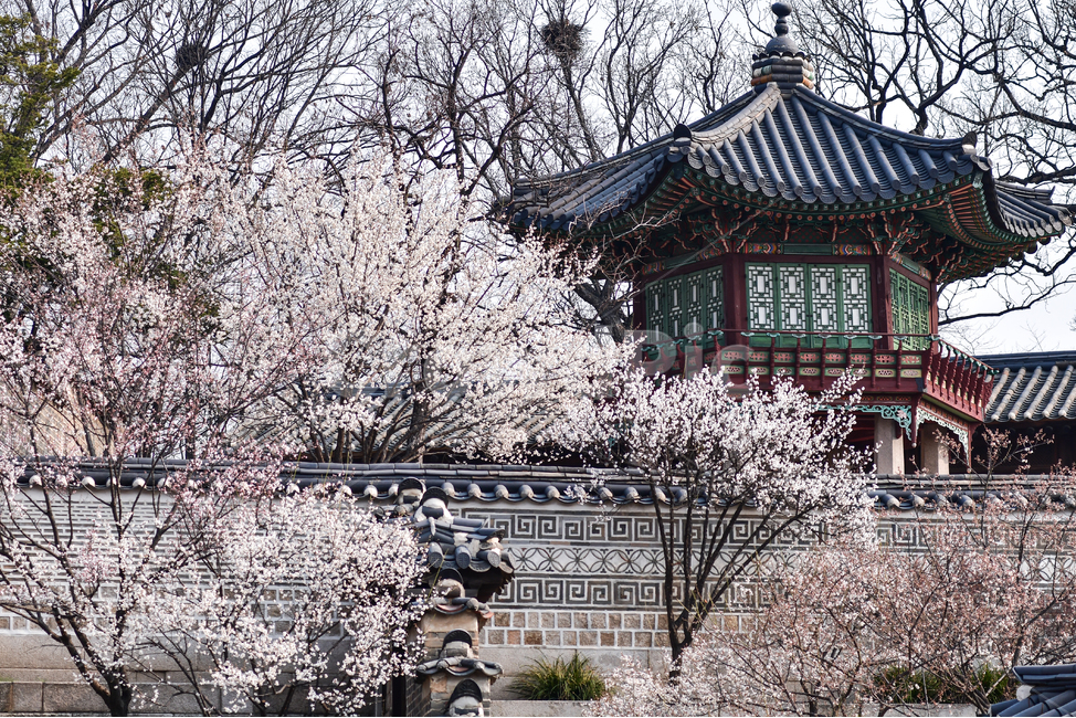 plant,식물,blossom,cherryblossom,벚꽃,flower,꽃,창덕궁,봄,매화,봄,계절,spring,season,랜드마크,landmark,tourist attraction,한국랜드마크,한국관광지,한국명소,korea landmark,korea tourist attraction