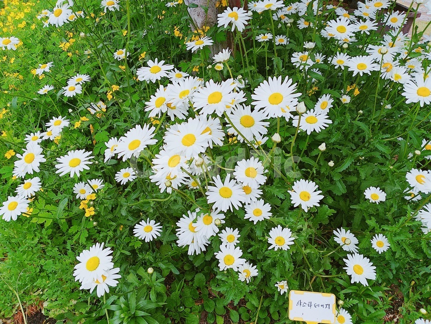 데이지,흰꽃,꽃,데이지군락,데이지꽃,식물,자연,plants,nature,꽃,flower