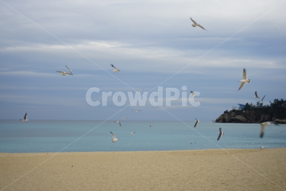 추암해변,촛대바위,겨울바다,일출,동해바다,자연,자연,풍경,nature,landscape,한국자연풍경,한국자연경관,korea nature landscape,해변,바다,beach,sea,동물,animal,조류,새,birds,bird,shoreline,해안선,water,물,flying,나는