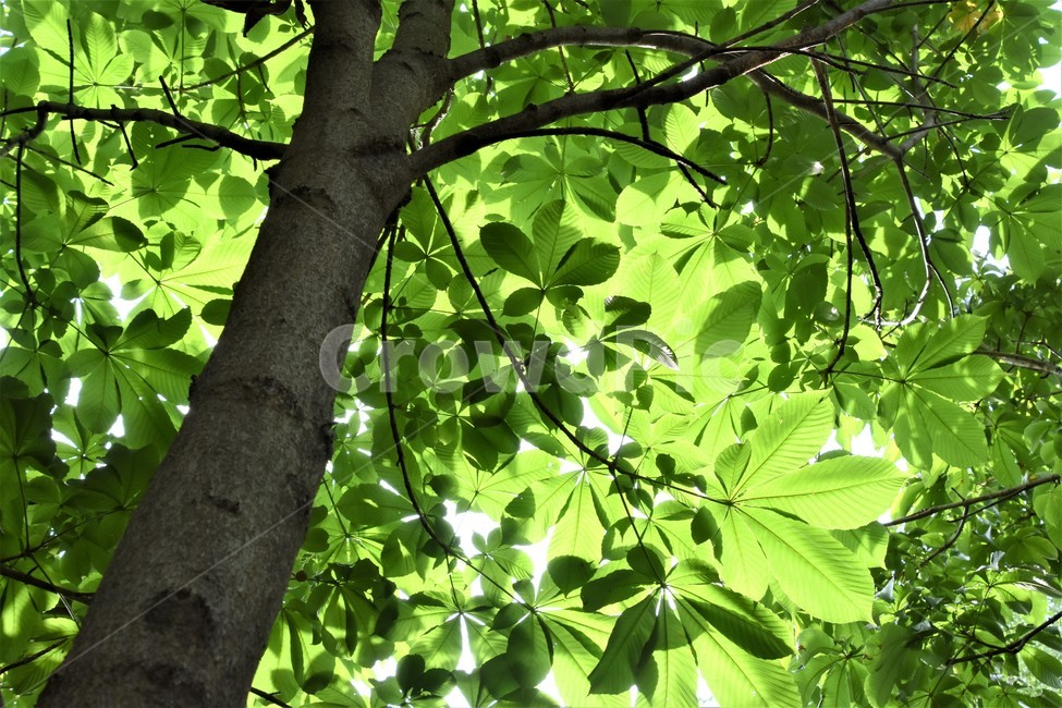 녹음,시원함,나무그늘,푸르름,나무가지,식물,자연,plants,nature,나무,trees,wood