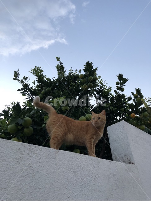 길고양이,고양이,주황색,cat,해질녘,냐옹이,고민,멈칫,돌아보다,동물,animal,포유류,mammal,고양이,cat,kitten,kitty