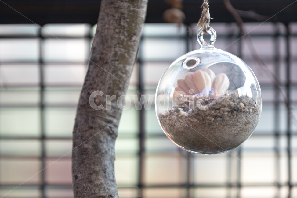 유리화분,유리병,나무,선인장,인테리어,울타리,조경,사물,물건,오브젝트,thing,object,matter