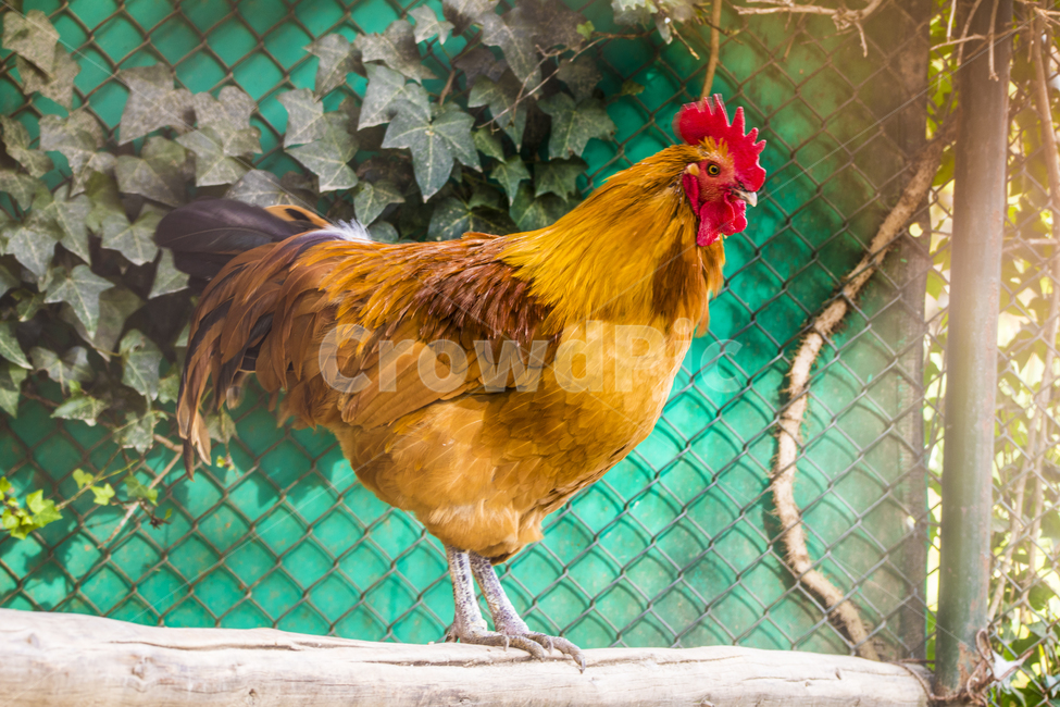 동물,닭,토종닭,수탉,새,조류,부리,가축,닭띠,동물,animal,조류,새,birds