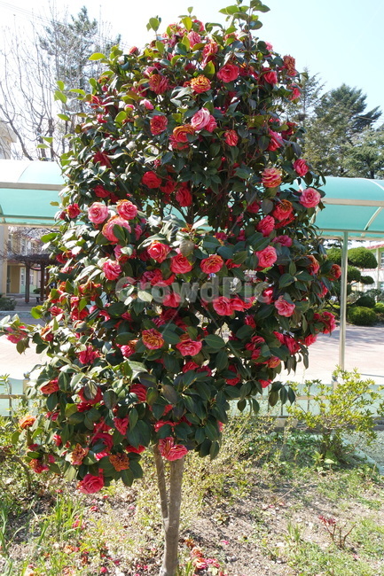 나무,동백나무,식물,꽃,tree,교정,풍경,동백꽃,빨간색,빨간꽃,자연,동백,red,flower,식물,자연,plants,nature,꽃,flower,나무,trees,wood