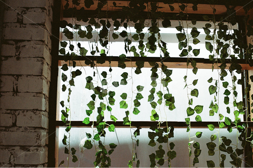 감성,감성사진,꽃,꽃사진,카페사진,카페,카페허쉬드,식물,자연,plants,nature