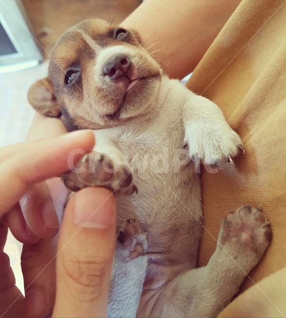 동물,감성사진,사물,여름,색감,일상,동물,animal,포유류,mammal,개,강아지,dog,doggy,사람,인물,인간,human,person