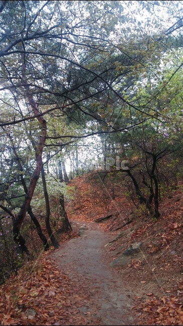 산,오솔길,산길,나무,초여름산길,자연,풍경,nature,landscape,ground,바닥,plant,식물,tree,path,통로,tree trunk,나무 줄기