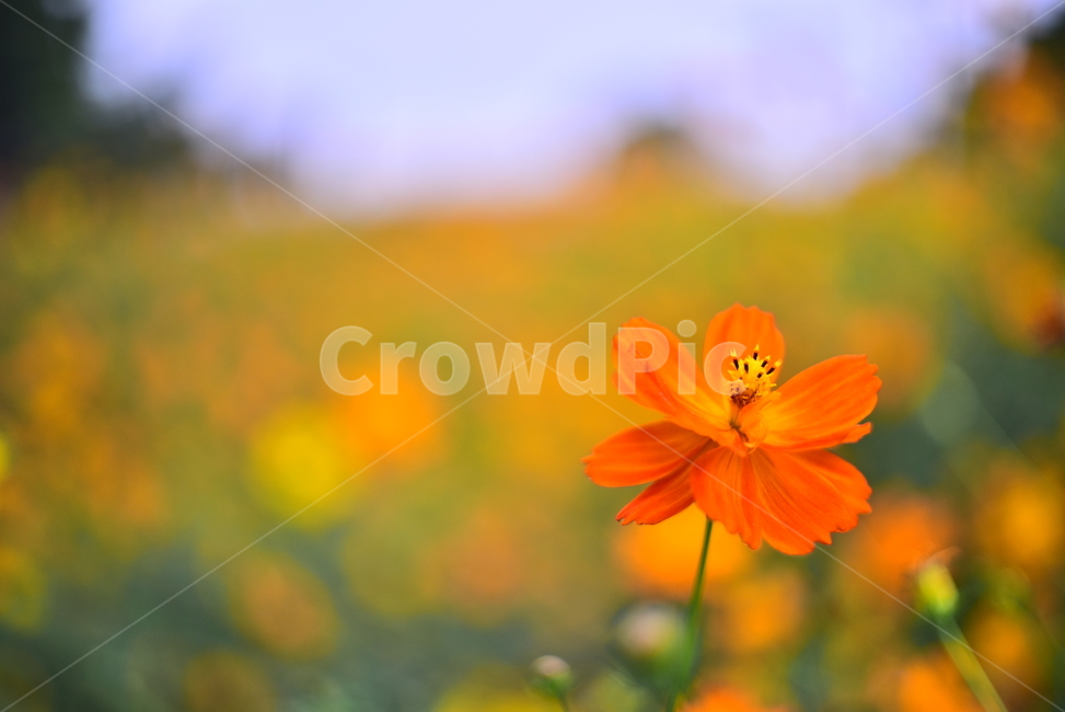 노랑코스모스,코스모스,꽃,가을꽃,꽃밭,야외,노랑색,가든,옥외,park,flowers,yellowcosmos,garden,background,plant,yellow,올림픽공원,들꽃마루,outdoors,field,들,자연,nature,진노랑색꽃,가을배경,가을분위기,계절,시즌,season,배경,바탕,백그라운드,blossom,가을,계절,fall,autumn,season,식물,자연,plants,nature,꽃,flower