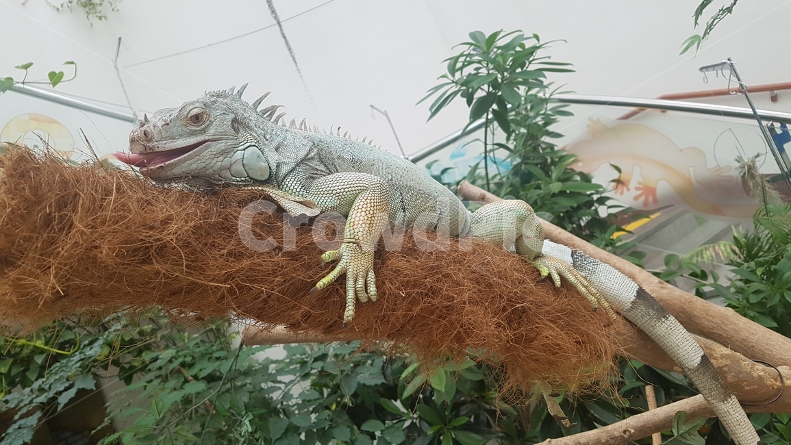 이구아나,도마뱀,파충류,동물,animal,lizard,reptile,iguana,동물,animal,파충류,양서류,reptile,amphibian