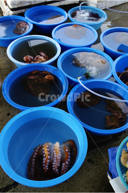 문어,생선,시장,해산물,어시장,주문진,시장,마트,마켓,market,mart,market place,수산물,해산물,fishery products,seafood