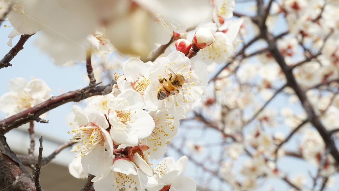 bee,벌,animal,동물,honeybee,꿀벌,insect,곤충,plant,식물,봄,꽃,벚꽃,cherryblossom,꽃구경,벚꽃놀이,flower