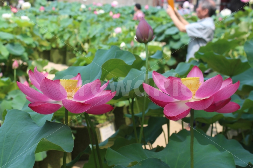 서울,불교,사찰,절,연꽃,식물,자연,plants,nature,꽃,flower
