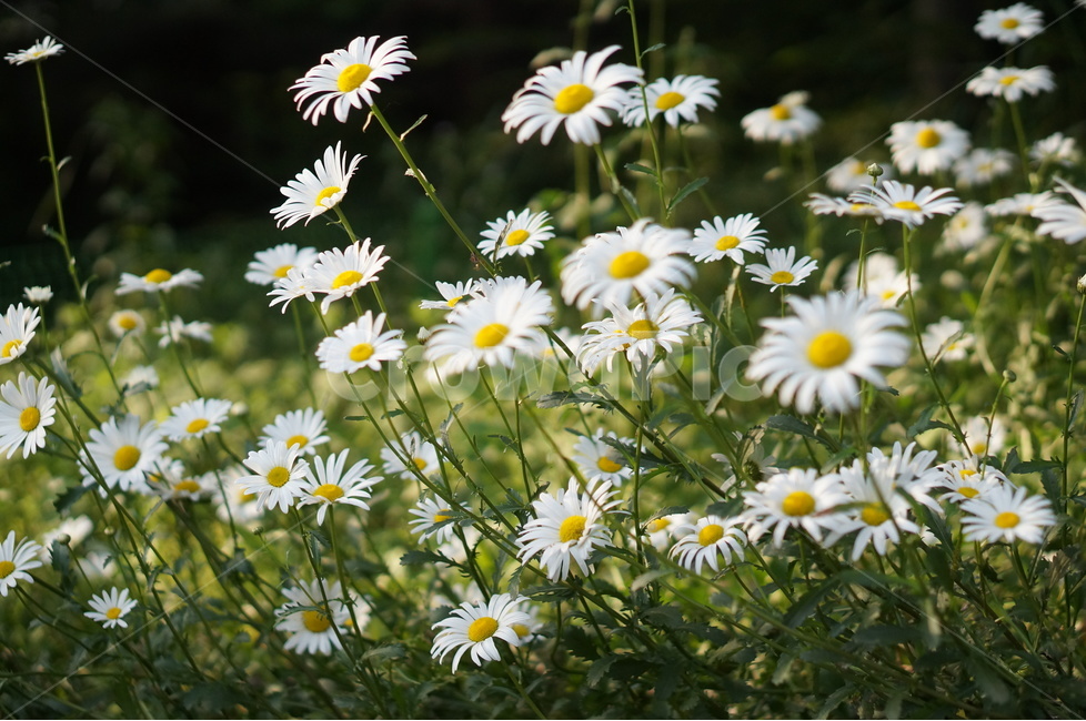데이지,꽃,흰색,풍경,풀,평화,식물,자연,plants,nature,꽃,flower