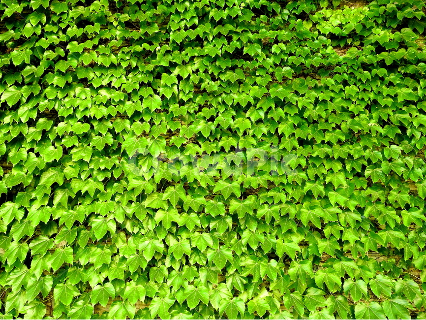 plant,식물,자연,풍경,담쟁이,식물,자연,plants,nature