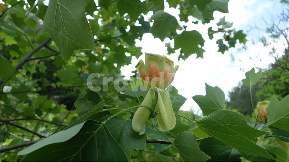 꽃,꽃나무,자연,풍경,여름,식물,자연,plants,nature,꽃,flower