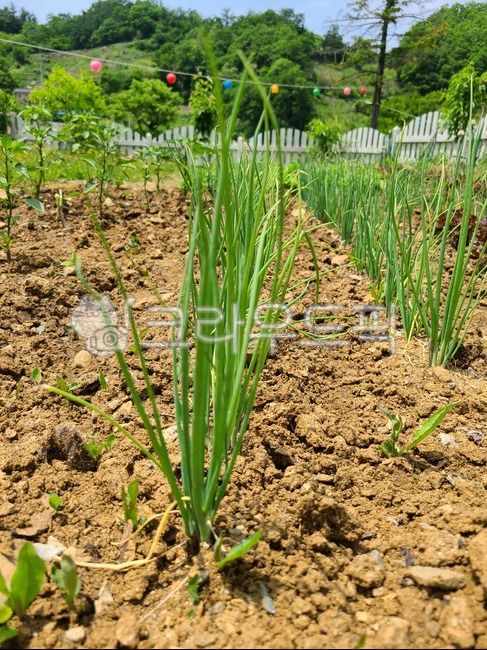 밭,쪽파,흙,땅,시골,soil
