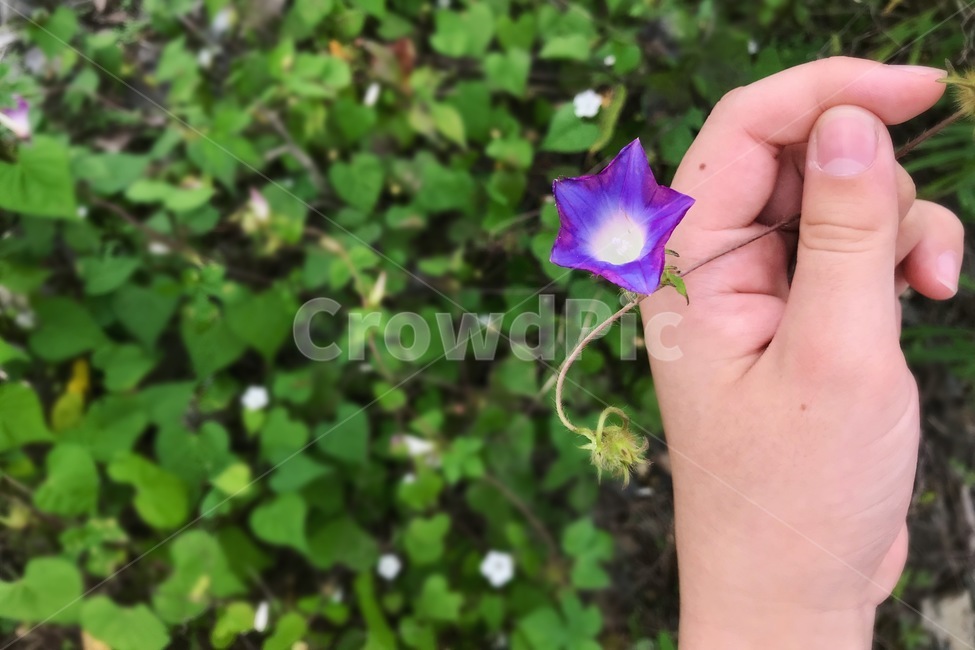 꽃,손,아웃포커싱,보라색,화사한,식물,자연,plants,nature,꽃,flower,사람,인물,인간,human,person,신체일부,몸,body