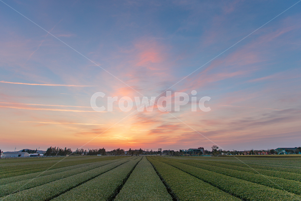 제주도,녹차밭,일출,여명,풍경,초록,파랑,sunrise,landscape