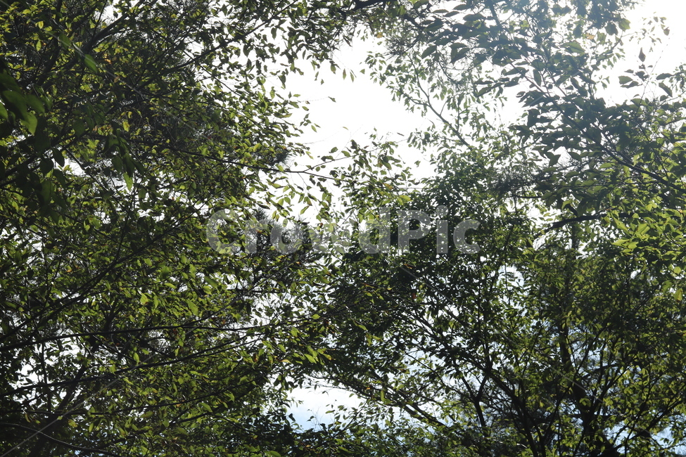 자연,나무,숲,하늘,힐링,초록,자연,풍경,nature,landscape,tree,plant,식물