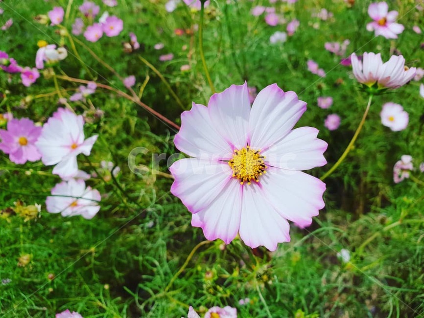 코스모스,꽃,가을,분홍색,하얀색,맑음,햇살,식물,자연,plants,nature,꽃,flower