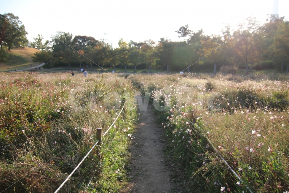 가을,꽃밭,꽃,올림픽공원,분위기,햇빛,flower,길,꽃길,가을,계절,fall,autumn,season,자연,풍경,nature,landscape,한국자연풍경,한국자연경관,korea nature landscape,감성,sensible,feeling,휴식,힐링,rest,relaxation,healing