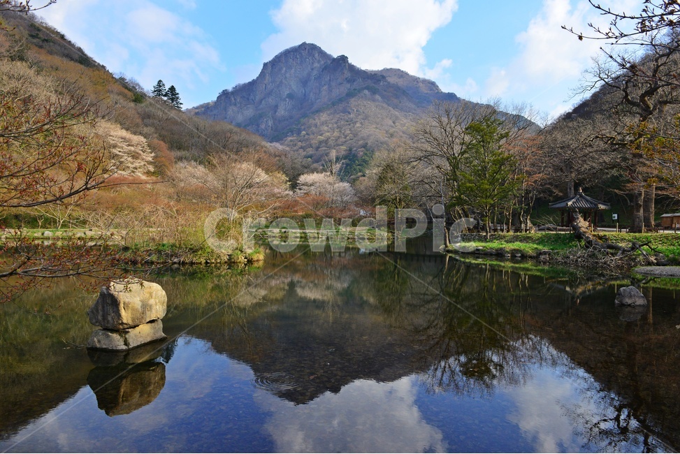전남,장성,북하,백양사,연못,반영,백학봉,봄,벚꽃,water,물,nature,자연,outdoors,옥외,자연,풍경,nature,landscape