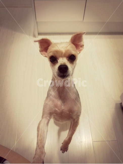 강아지,개,애견,도그,dog,동물