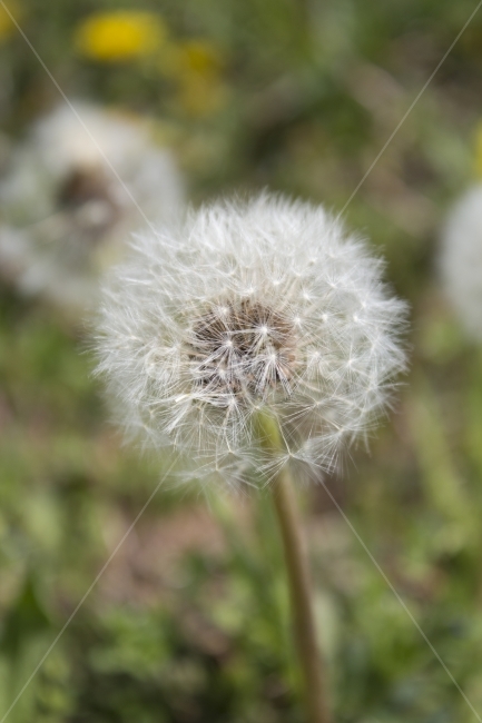 민들래,봄꽃,잡초,풀,봄,들판,식물,자연,배경,백그라운드,다울,도감,접사,근접,매크로,봄,계절,spring,season,식물,자연,plants,nature,plant,blossom,꽃,flower,dandelion,민들레