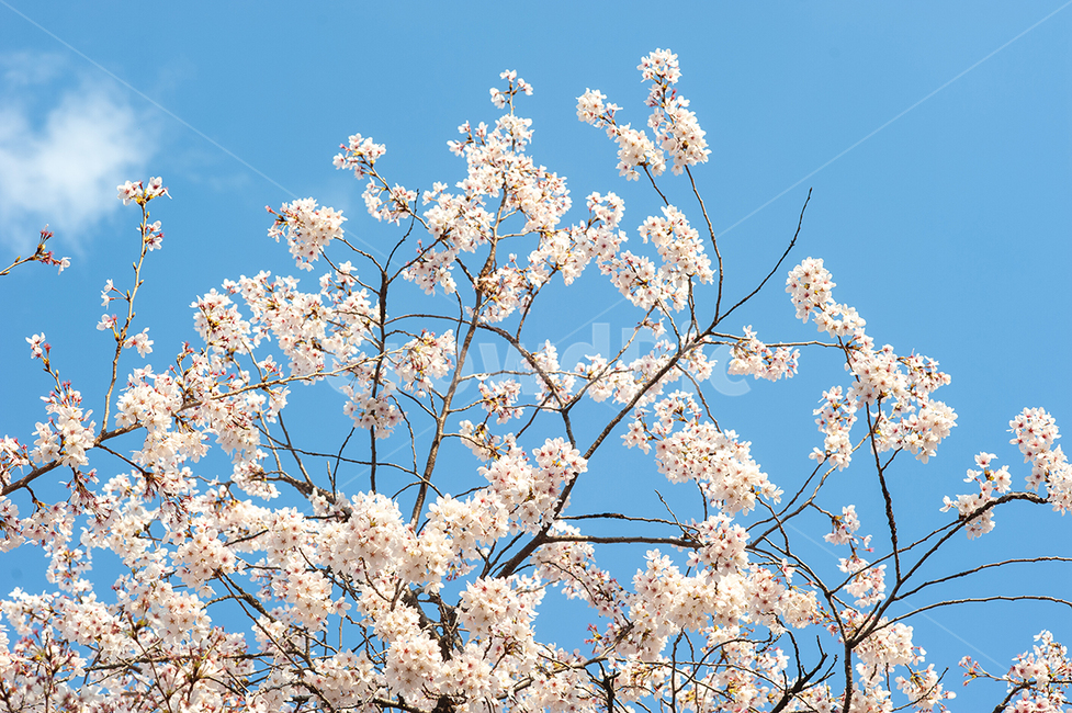 봄날,벗꽃,푸른하늘,벚꽃놀이,봄사진,봄,계절,spring,season,자연,풍경,nature,landscape,식물,plants,꽃,flower,plant,blossom
