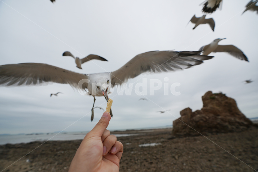 commongull,갈매기,새우깡,animal,동물,바다,해변,beach,제부도,동물,animal,조류,새,birds