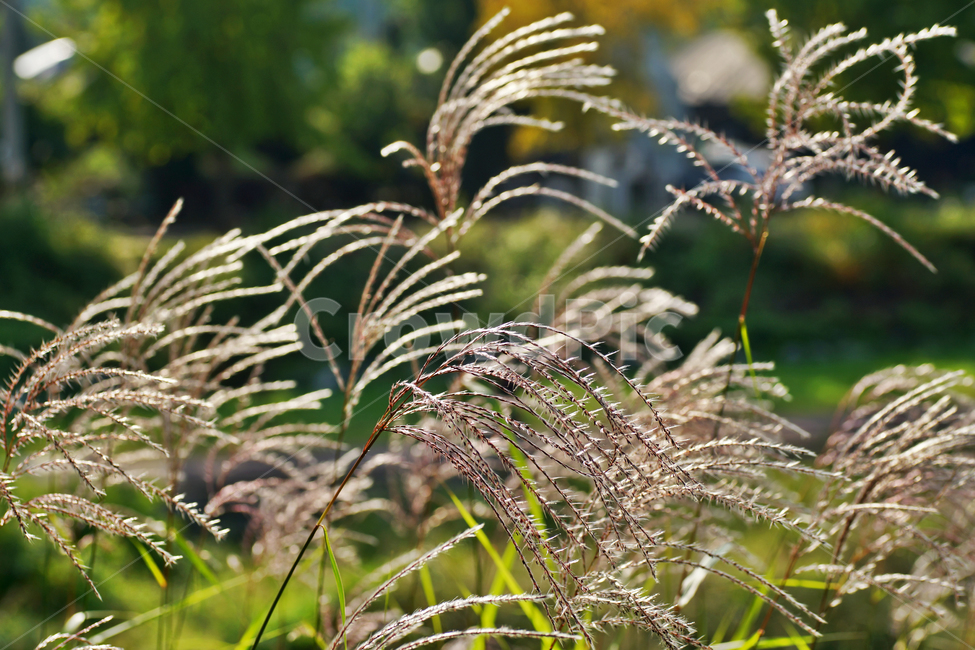 갈대,억새,가을,계절,자연,풍경,가을,계절,fall,autumn,season,식물,자연,plants,nature,grass,잔디,plant,lawn,reed