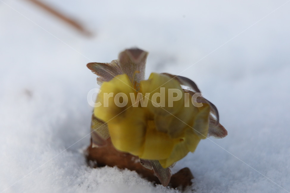복수초,꽃,산,노랑,눈,겨울,계절,winter,season