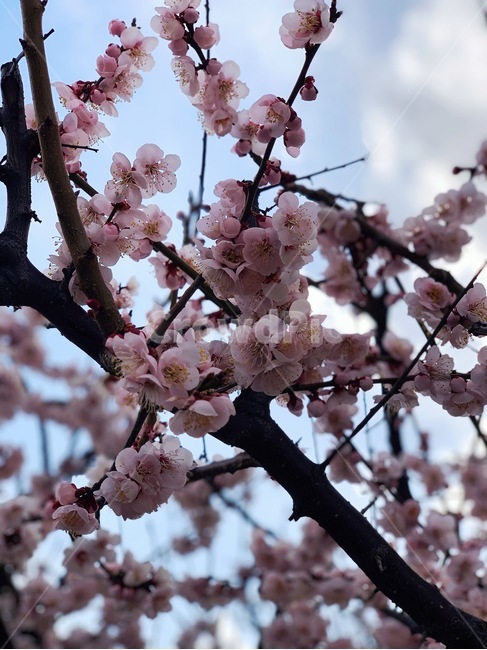 벚꽃,하늘,꽃,구름,봄,봄,계절,spring,season,식물,자연,plants,nature,꽃,flower,plant,blossom