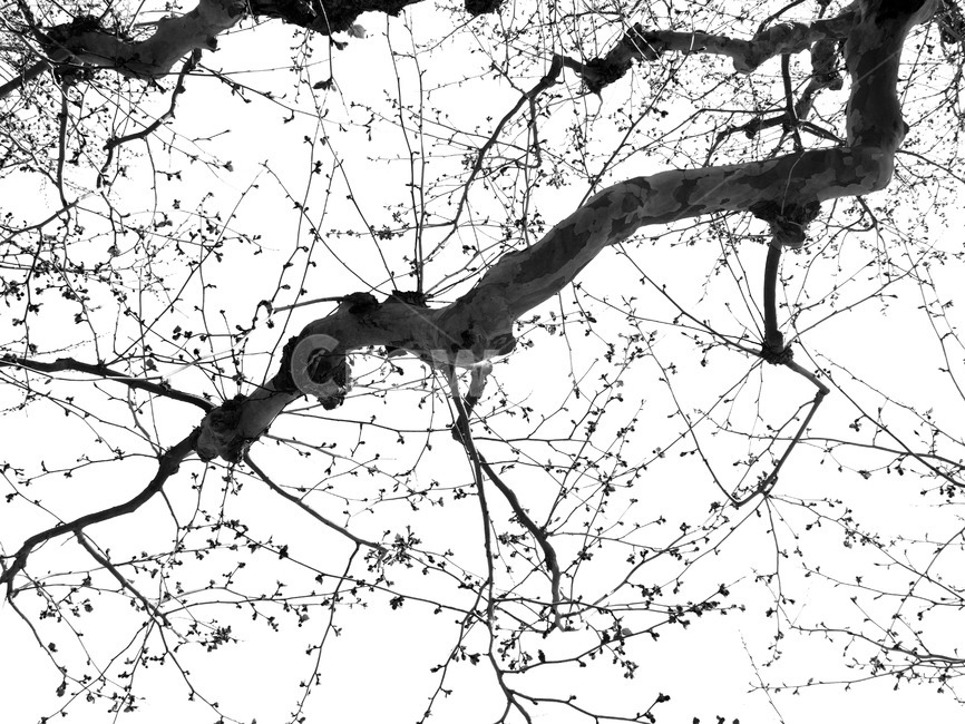 나무,tree,네트워크,network,나뭇가지,흑백,얽힘,연결,인연,나무,trees,wood,흑백,모노톤,monochrome,black and white