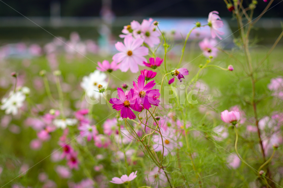 코스모스,가을꽃,가을,하돌코스모스축제,하동북천,가을,계절,fall,autumn,season,식물,자연,plants,nature,꽃,flower,plant,blossom,geranium,제라늄